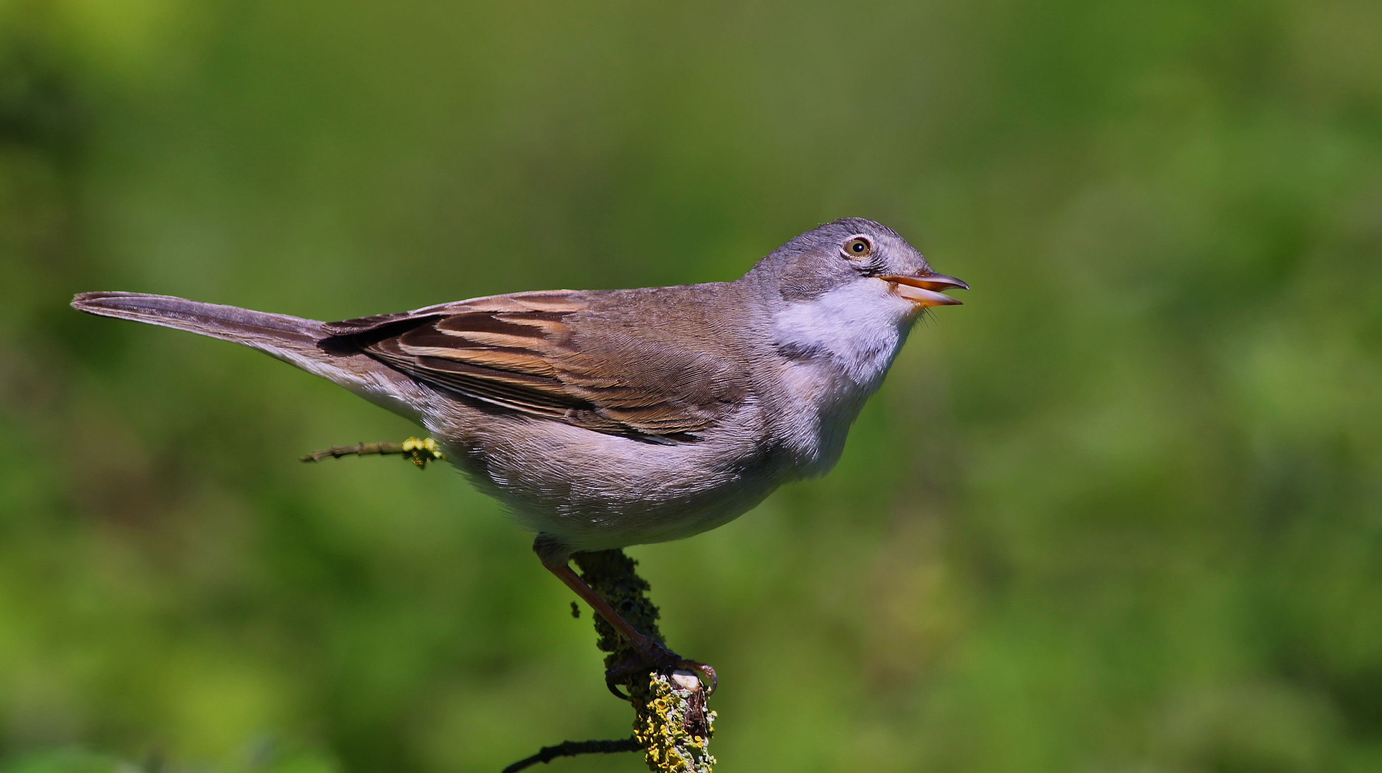 Greater Whitethroat